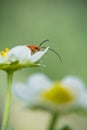 Beautiful cute red orange insect bug with huge antennae resting on yellow strawberry flower highlighted green background Royalty Free Stock Photo