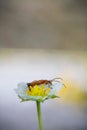 Beautiful cute red orange insect bug with huge antennae resting on yellow strawberry flower highlighted green background Royalty Free Stock Photo