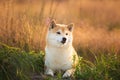 Beautiful and cute Red Shiba inu dog lying in the field in summer at sunset