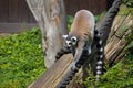 A beautiful and cute ring-tailed lemur. Royalty Free Stock Photo