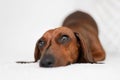 Beautiful cute shot of a Dachshund puppy