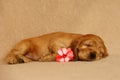 Beautiful and cute sleeping golden English Cocker Spaniel puppy with a pink plossem on the sofa Royalty Free Stock Photo