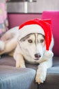 Beautiful cute smiling Siberian Husky dog Royalty Free Stock Photo