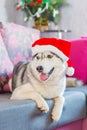 Beautiful cute smiling Siberian Husky dog Royalty Free Stock Photo