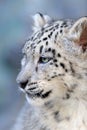 Beautiful cute snow leopard baby Royalty Free Stock Photo