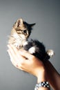 Beautiful cute striped kitten in hands on gray background Royalty Free Stock Photo