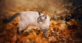 A beautiful cute tabby Thai cat walks on an autumn day among fallen yellow maple leaves near bushes. Nature in September. A pet Royalty Free Stock Photo