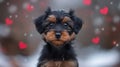 beautiful cute teckel dacshund puppy looking forward while sitting outside and snowing down