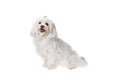 Beautiful and cute white bichon maltese dog over isolated background