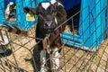 Beautiful cute white and black young cow or calf Royalty Free Stock Photo