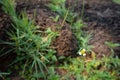 White daisy flower on blurred grass and stone with sunlight background Royalty Free Stock Photo