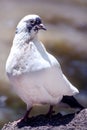 White Pigeon with black patterns on ground posing Royalty Free Stock Photo