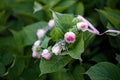 Beautiful cute wreath of fresh roses flowers on large green leaves. Soft selective focus