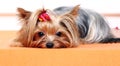 Beautiful and cute york terrier dog Royalty Free Stock Photo