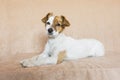 beautiful cute young little laying down and looking at the camera. Brown background.