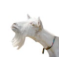 Beautiful, cute, young white goat isolated on white background. Farm animals. Funny goat try to kiss someone Royalty Free Stock Photo