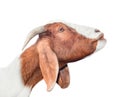 Beautiful, cute, young white and red goat isolated on white background. Farm animals. Funny goat try to kiss someone. Royalty Free Stock Photo