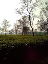 A beautiful cutting Tea Garden