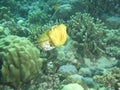 Beautiful cuttle fish with healthy coral Royalty Free Stock Photo