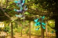 Beautiful cyan flower called Strongylodon macrobotrys in monastery Chua Truc Lam Dalat, Vietnam Royalty Free Stock Photo