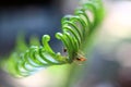 Beautiful Cycad green leaves with ants.