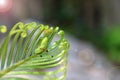 Beautiful Cycad green leaves with ants.