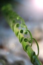 Beautiful Cycad green leaves