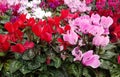 Beautiful Cyclamen persicum Flowers
