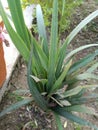 Beautiful cymbidium goeringii plant awesome image india Royalty Free Stock Photo