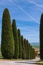 Beautiful Cypress Alley Close To Montalcino