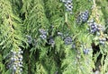 Beautiful cypress branches with fruits in Ireland