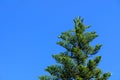 beautiful cypress tree against the blue sky 1