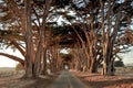 Beautiful Cypress Tree Tunnel at dusk