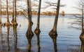 Beautiful cypress trees on Cross Lake, Louisiana