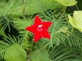 Beautiful Cypress vine