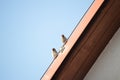 Two little sparrows sitting on the roof