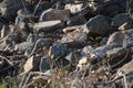 Rocks on the meadow durring summer day Royalty Free Stock Photo