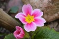 Very nice detail of pink flower