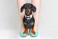 A beautiful dachshund, black and tan, in a bow tie, stands on the owner high heels shoes on a white background