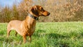 Beautiful dachshund on the green grass looking very attentive