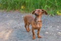 A beautiful dachshund puppy dog with sad eyes dog portrait