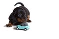 A beautiful Dachshund puppy sits next to a blue toy car and looks forward