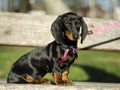 beautiful dachshund puppy