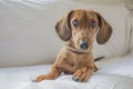 Beautiful dachshund puppy staring at you