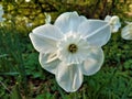 Beautiful narcissus flower blooming in pure white