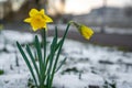 Yellow narcissus flower blooming in early spring, daffodil flower in the snow, selective focus Royalty Free Stock Photo