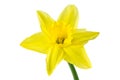 Beautiful daffodil flower isolated on white background