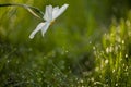 Beautiful daffodil flower in nature in morning outdoors in rays of sunlight on background of grass in dew drops Royalty Free Stock Photo