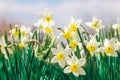 Beautiful daffodil flowers growing in a spring garden