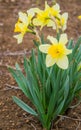 Beautiful daffodil